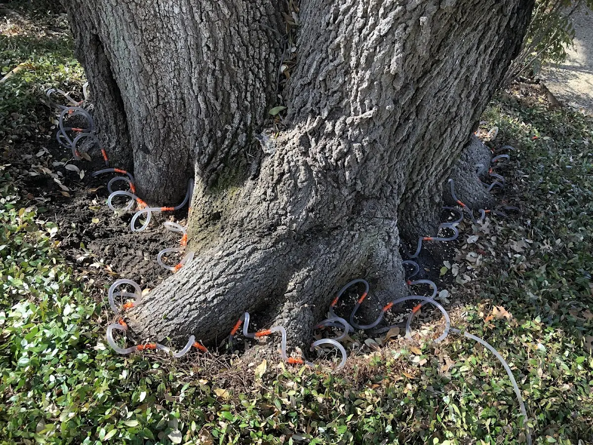 Detailed Tree Cabling and Bracing job site in Myrtle Creek