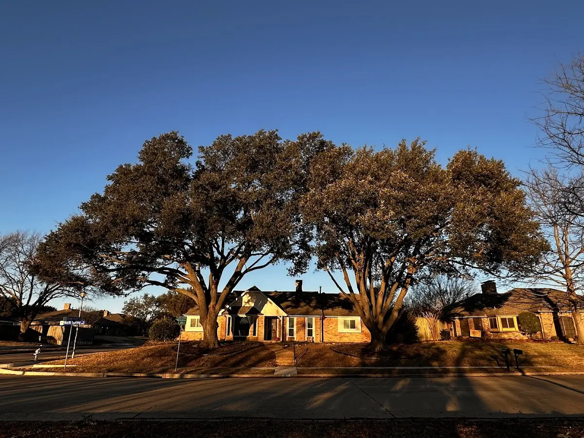 Established residential canopy tree shading a home in Myrtle Creek